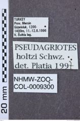 Etikett zu Mulsanteus hartmanni (Schimmel & Tarnawski, 2007)